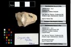 Foto (Objekt + Etikett) von Longodromites angustus (Reuss 1858)  (NHMW-GEO-1990-0041-4376)